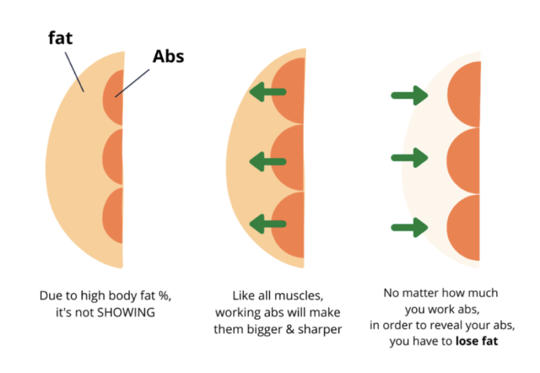 AB workout and the science behind revealing your 6 pack!